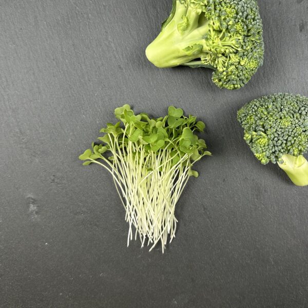 Broccoli Microgreens Abo