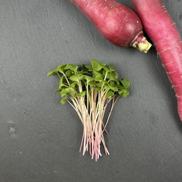 Rettich Microgreens Abo