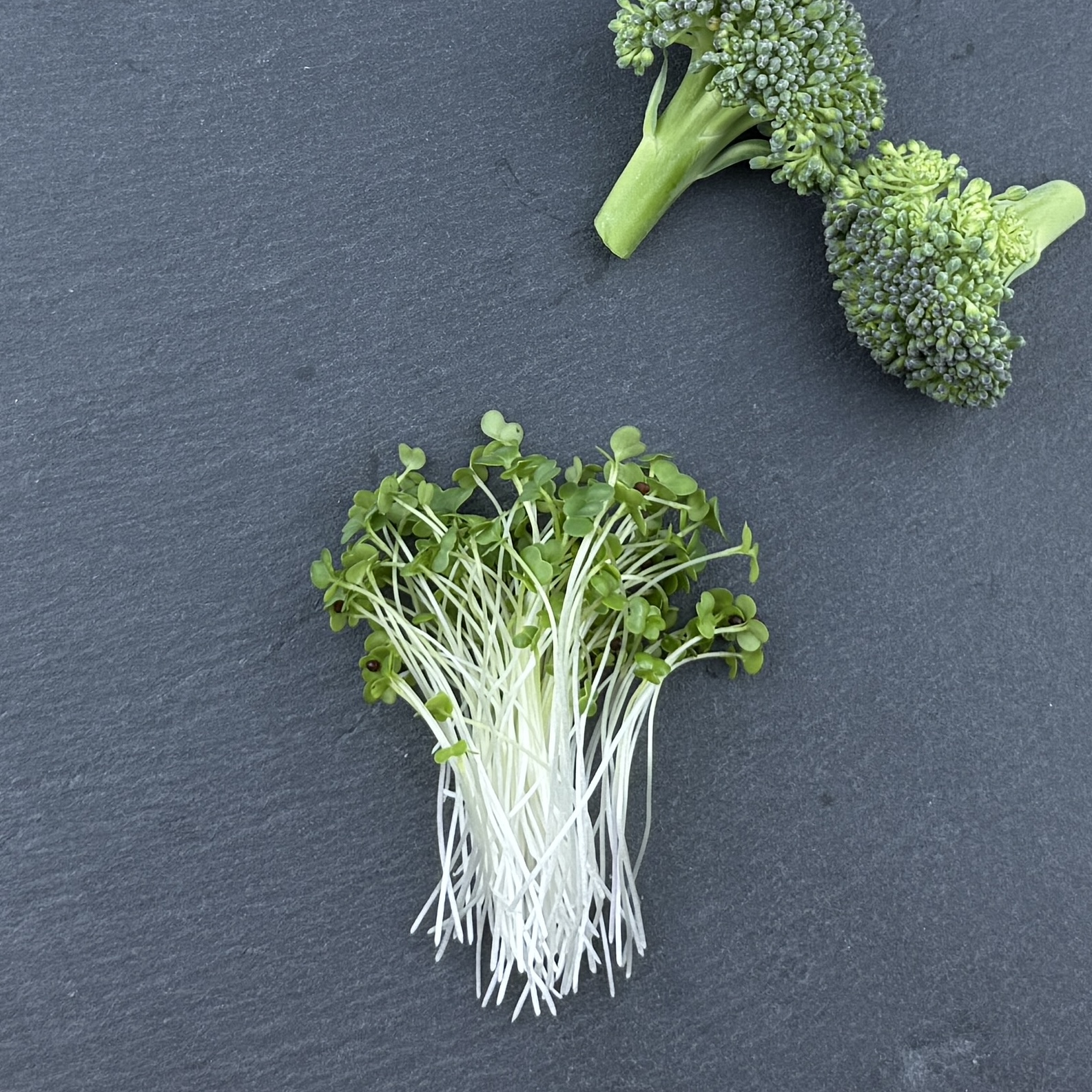 Broccoli Microgreens Abo