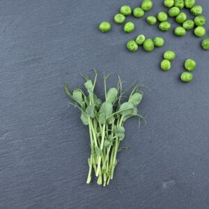 Erbsen Microgreens Abo