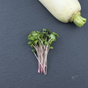 Rettich Microgreens Abo