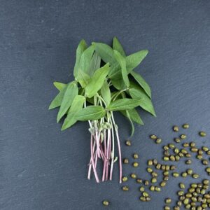 Mungobohnen Microgreens Abo